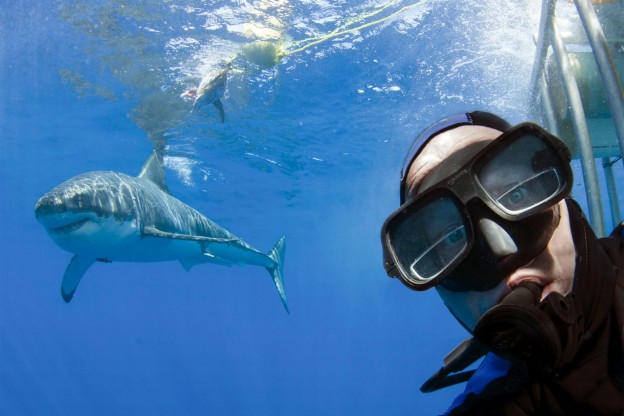 Great white shark selfie